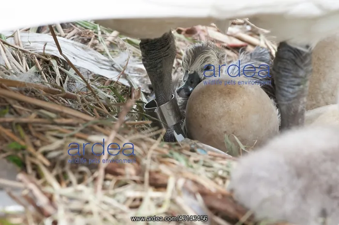 : Mute Swan. Newly hatched Mute Swan (Cygnus olor) chick : Mute Swan. Newly hatched Mute Swan (Cygnus olor) chick