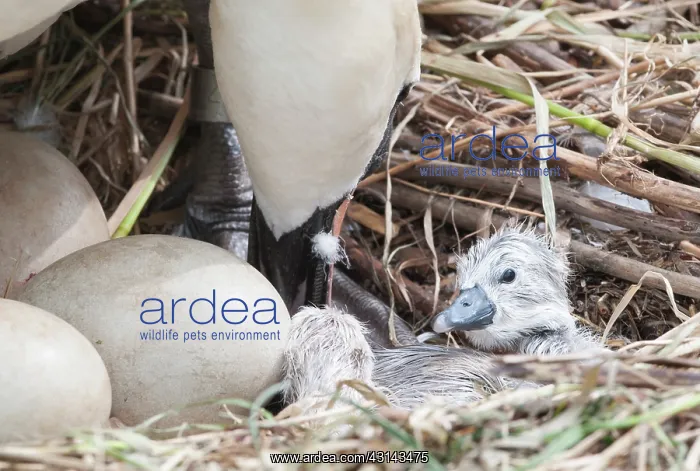 : Mute Swan. Newly hatched Mute Swan (Cygnus olor) chick : Mute Swan. Newly hatched Mute Swan (Cygnus olor) chick