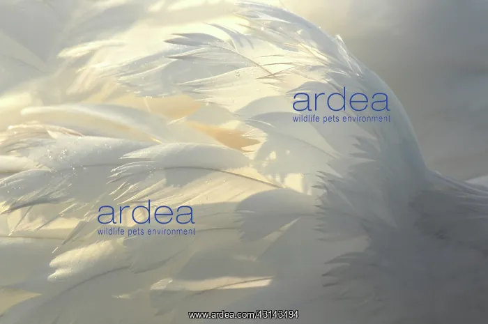 : Mute Swan (Cygnus olor) feathers in back light : Mute Swan (Cygnus olor) feathers in back light