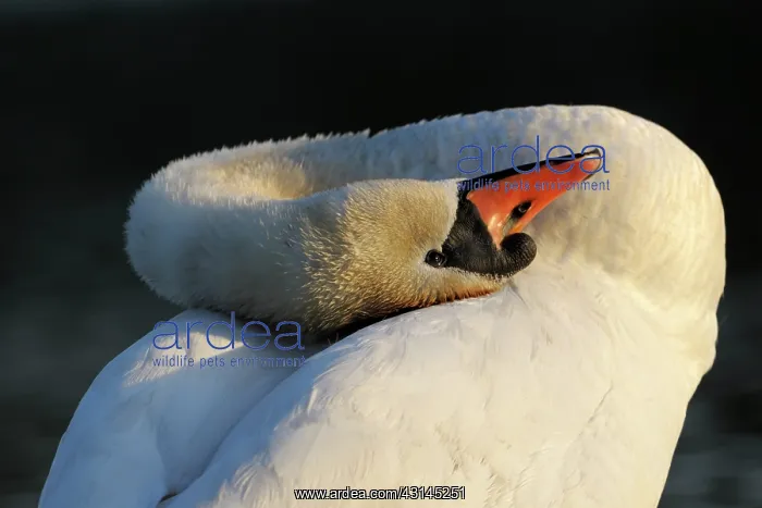  : Mute Swan (Cygnus olor) turning his head up side down