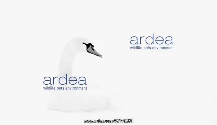 : Mute Swan. Black and white portrait of Mute Swan (Cygnus olor) resting in snow : Mute Swan. Black and white portrait of Mute Swan (Cygnus olor) resting in snow