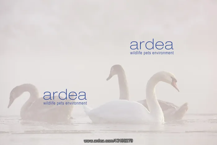 : Mute Swan. One adult and two juvenile Mute Swans : Mute Swan. One adult and two juvenile Mute Swans