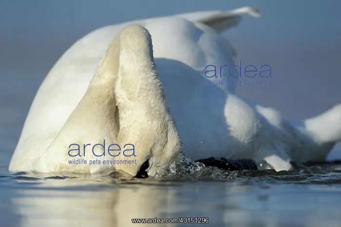 : Mute Swan (Cygnus olor) foraging in water : Mute Swan (Cygnus olor) foraging in water
