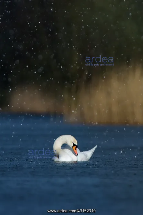 : Mute Swan (Cygnus olor) swimming in lake during snowfall : Mute Swan (Cygnus olor) swimming in lake during snowfall