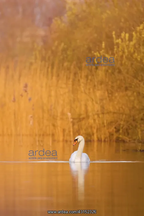 : Mute Swan (Cygnus olor) swimming in lake : Mute Swan (Cygnus olor) swimming in lake