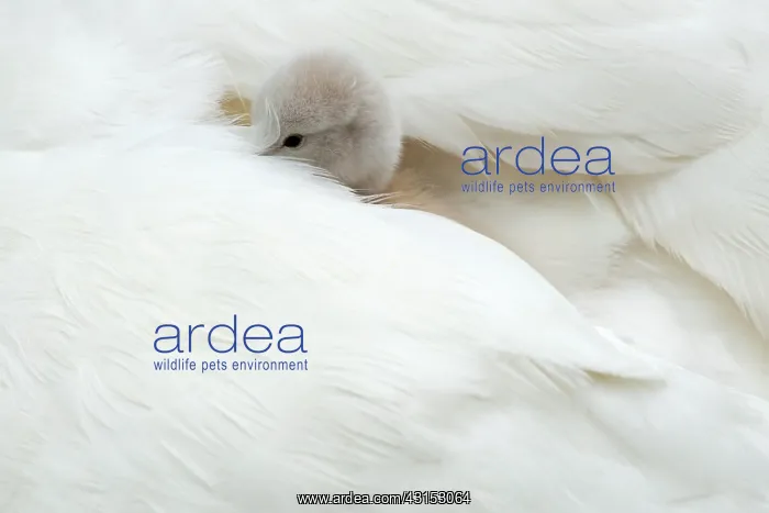 : Mute Swan. Cygnet sitting on back of adult female Mute Swan (Cygnus olor) : Mute Swan. Cygnet sitting on back of adult female Mute Swan (Cygnus olor)