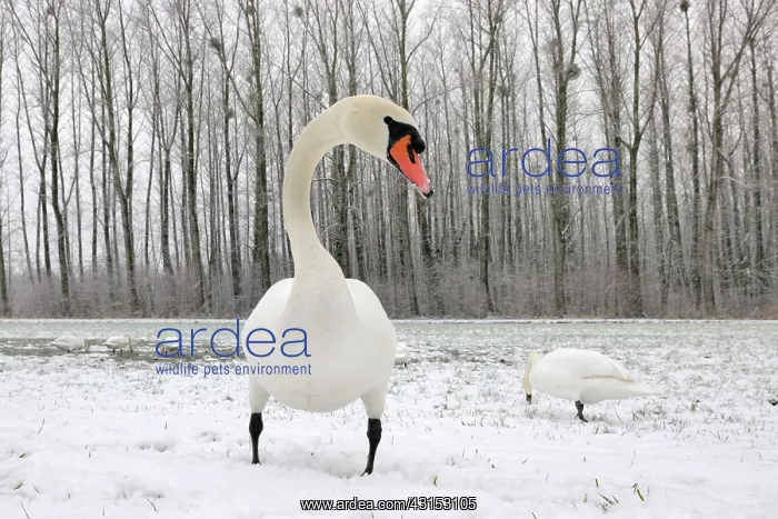 : Mute Swan (Cygnus olor) standing in the snow : Mute Swan (Cygnus olor) standing in the snow