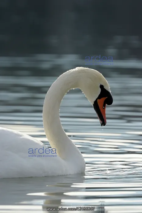 : Mute Swan (Cygnus olor) on the water : Mute Swan (Cygnus olor) on the water