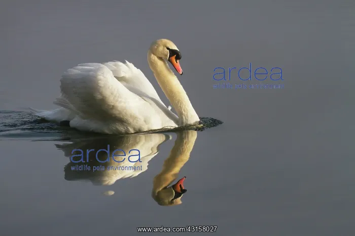: Mute Swan. Male Mute Swan (Cygnus olor) swimming across lake showing its : Mute Swan. Male Mute Swan (Cygnus olor) swimming across lake showing its