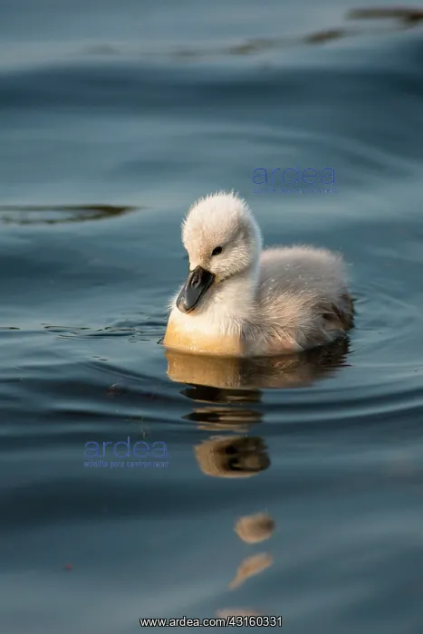 : Mute Swan (Cygnus olor) cygnet swimming with reflection : Mute Swan (Cygnus olor) cygnet swimming with reflection