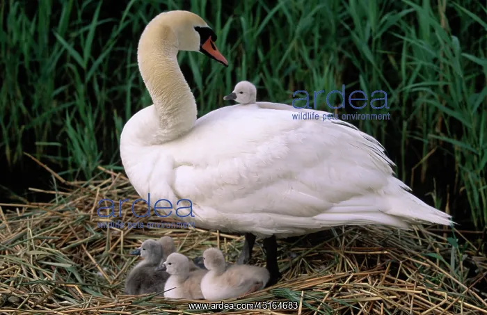 : Mute Swan (Cygnus olor) parent with cygnets on nest : Mute Swan (Cygnus olor) parent with cygnets on nest