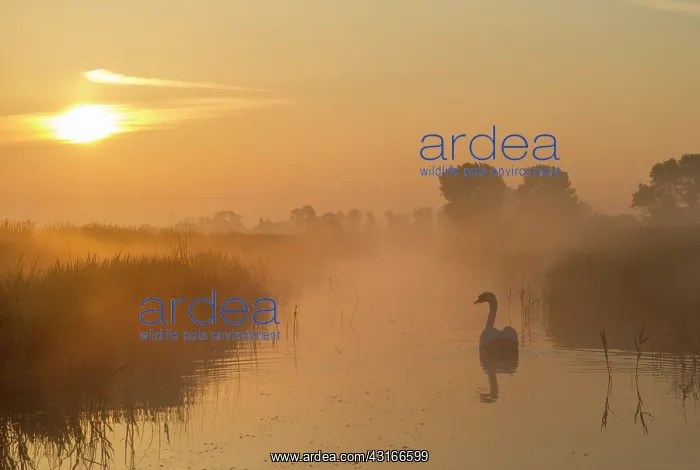 : Mute Swan (Cygnus olor) swimming at sunrise, The Netherlands, Zeeland, Middelburg : Mute Swan (Cygnus olor) swimming at sunrise, The Netherlands, Zeeland, Middelburg