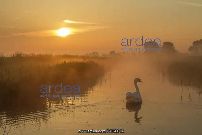 : Mute Swan (Cygnus olor) swimming at sunrise, The Netherlands, Zeeland, Middelburg : Mute Swan (Cygnus olor) swimming at sunrise, The Netherlands, Zeeland, Middelburg