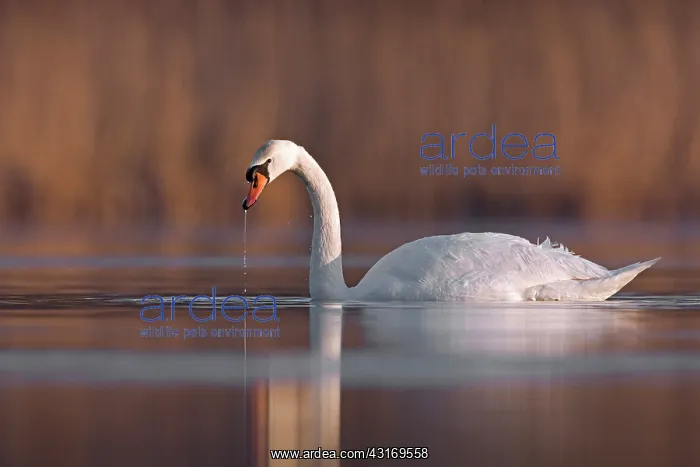 : Mute Swan (Cygnus olor) on the water in the early morning light : Mute Swan (Cygnus olor) on the water in the early morning light