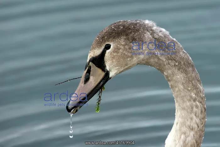 : Mute Swan. Juvenile Mute Swan (Cygnus olor) on the water : Mute Swan. Juvenile Mute Swan (Cygnus olor) on the water