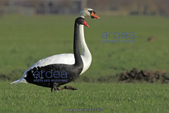 : Mute Swan. Black Swan (Cygnus atratus) and Mute Swan Cygnus olor walking side by side : Mute Swan. Black Swan (Cygnus atratus) and Mute Swan Cygnus olor walking side by side