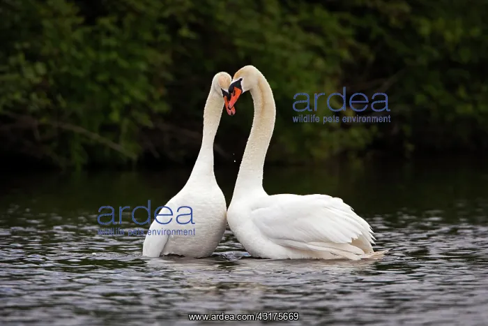 : Mute Swan (Cygnus olor) pair courting on the water : Mute Swan (Cygnus olor) pair courting on the water