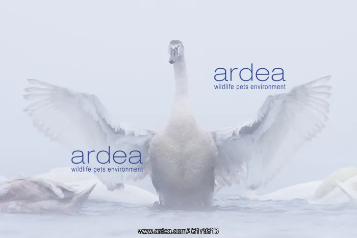: Mute Swan (Cygnus olor) stretching its wings : Mute Swan (Cygnus olor) stretching its wings