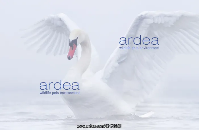 : Mute Swan (Cygnus olor) stretching its wings : Mute Swan (Cygnus olor) stretching its wings