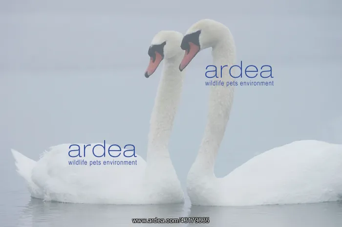  : Mute Swans (Cygnus olor)