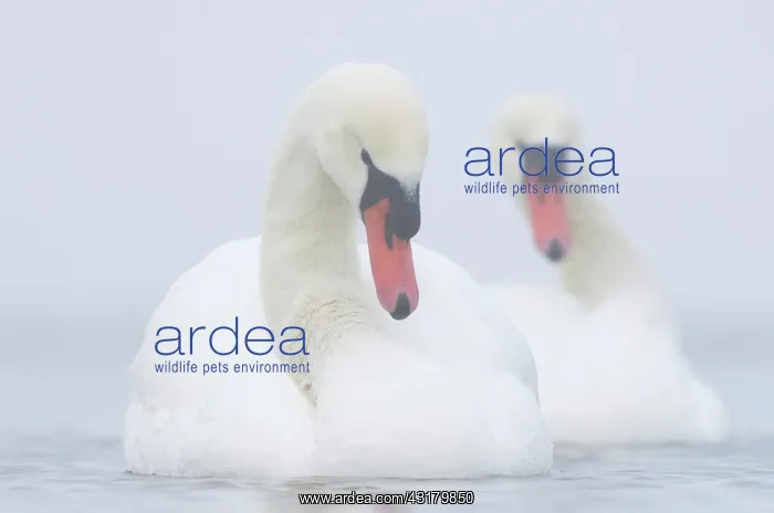 : Mute Swans (Cygnus olor) swimming : Mute Swans (Cygnus olor) swimming