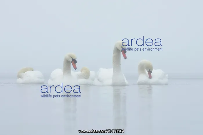 : Mute Swans (Cygnus olor) : Mute Swans (Cygnus olor)