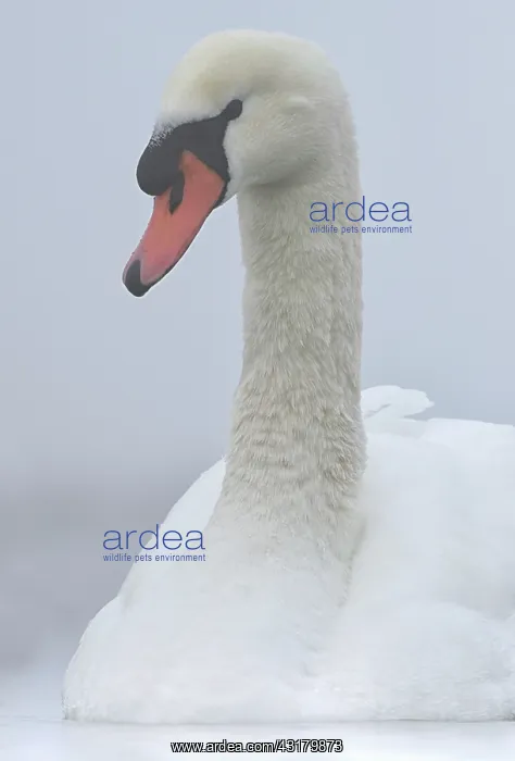 : Mute Swan (Cygnus olor) portrait : Mute Swan (Cygnus olor) portrait