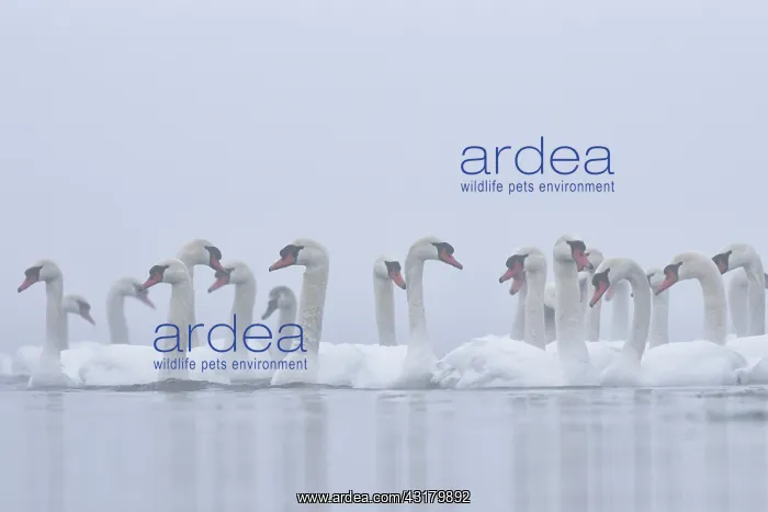 : Mute Swans (Cygnus olor) : Mute Swans (Cygnus olor)