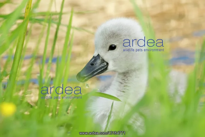 : Mute Swan. A Mute Swan (Cygnus olor) cygnet hiding in the grass : Mute Swan. A Mute Swan (Cygnus olor) cygnet hiding in the grass