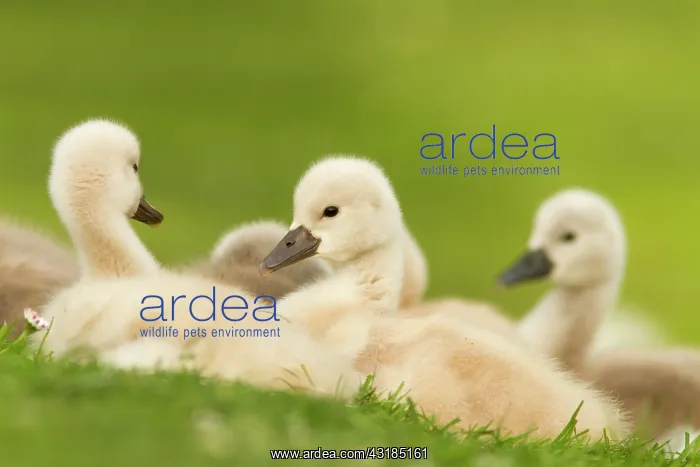 : Mute Swan (Cygnus olor) cygnets lying in the grass in late afternoon light : Mute Swan (Cygnus olor) cygnets lying in the grass in late afternoon light