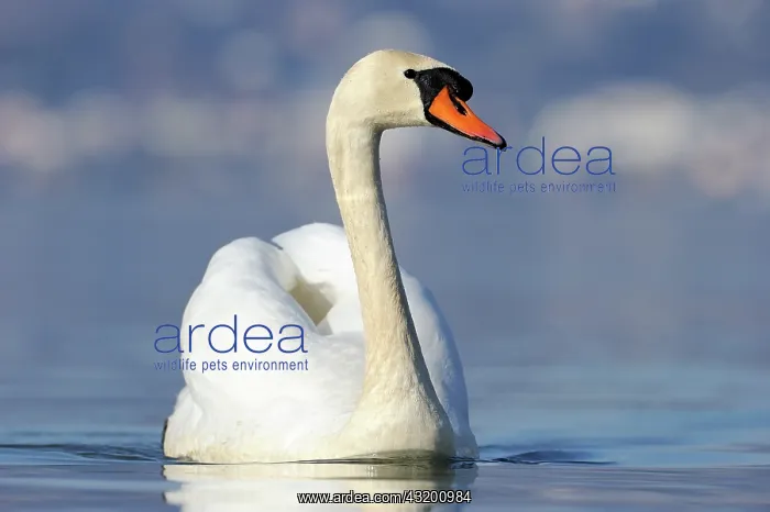 : Mute Swan (Cygnus olor) in water : Mute Swan (Cygnus olor) in water