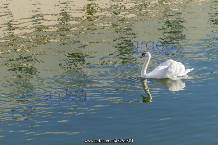 : Mute Swan : Mute Swan
