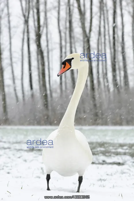 : Mute Swan (Cygnus olor) standing in the snow with trees in the background : Mute Swan (Cygnus olor) standing in the snow with trees in the background