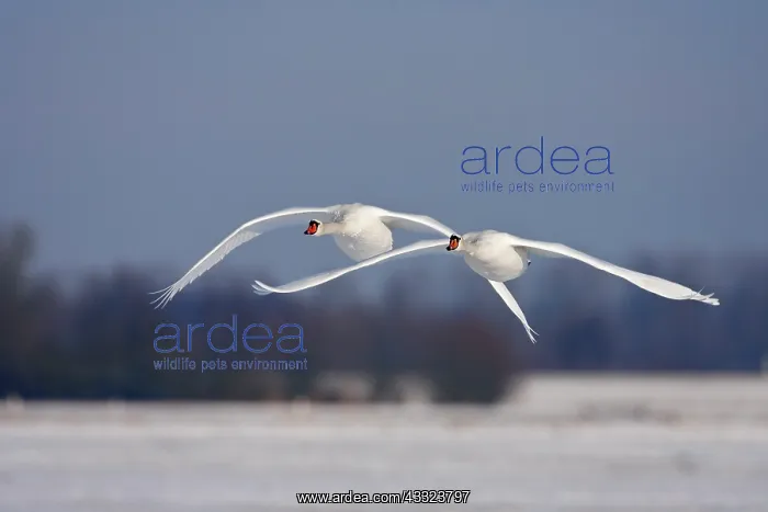 : Mute Swan (Cygnus olor) couple in flight over snowy landscape : Mute Swan (Cygnus olor) couple in flight over snowy landscape