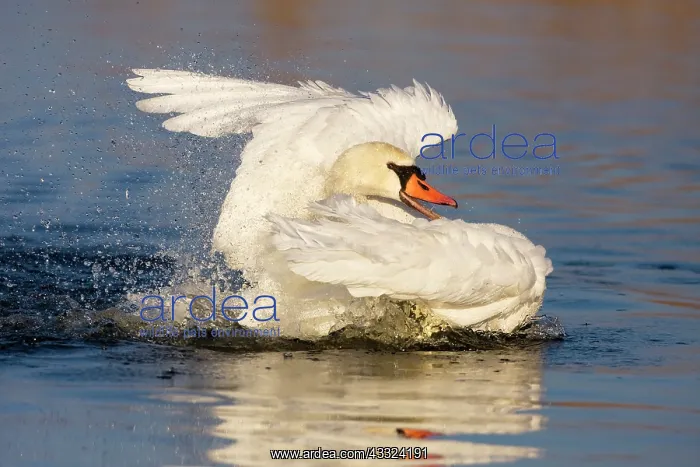 : Mute Swan (Cygnus olor) taking a bath in river : Mute Swan (Cygnus olor) taking a bath in river