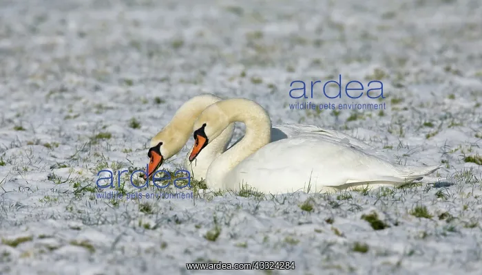 : Mute Swan (Cygnus olor) couple resting in the snow : Mute Swan (Cygnus olor) couple resting in the snow