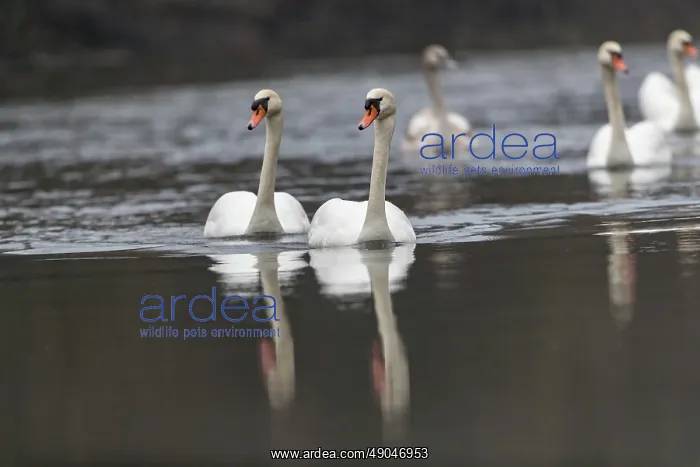 : MUTE SWAN. France, Alsace, Forêt rhénane, Cygne tuberculé ou Cygne muet : MUTE SWAN. France, Alsace, Forêt rhénane, Cygne tuberculé ou Cygne muet