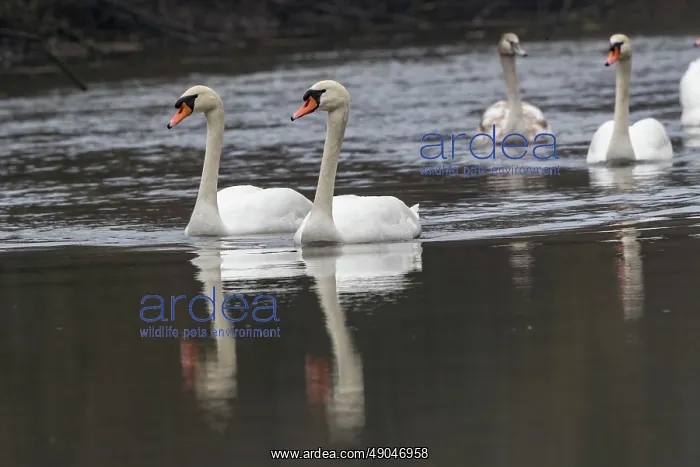 : MUTE SWAN. France, Alsace, Forêt rhénane, Cygne tuberculé ou Cygne muet : MUTE SWAN. France, Alsace, Forêt rhénane, Cygne tuberculé ou Cygne muet