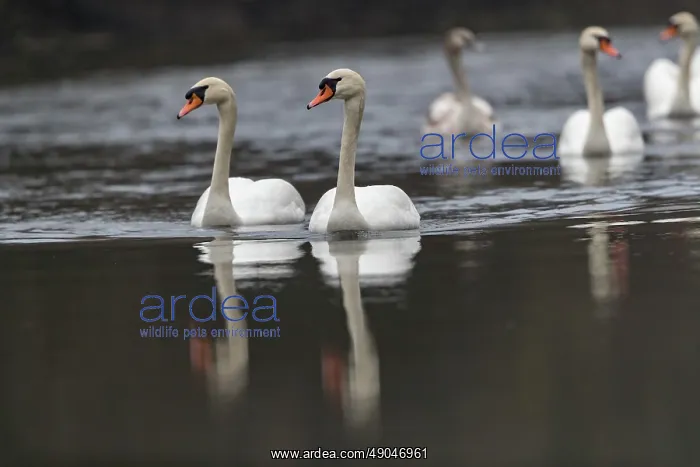 : MUTE SWAN. France, Alsace, Forêt rhénane, Cygne tuberculé ou Cygne muet : MUTE SWAN. France, Alsace, Forêt rhénane, Cygne tuberculé ou Cygne muet