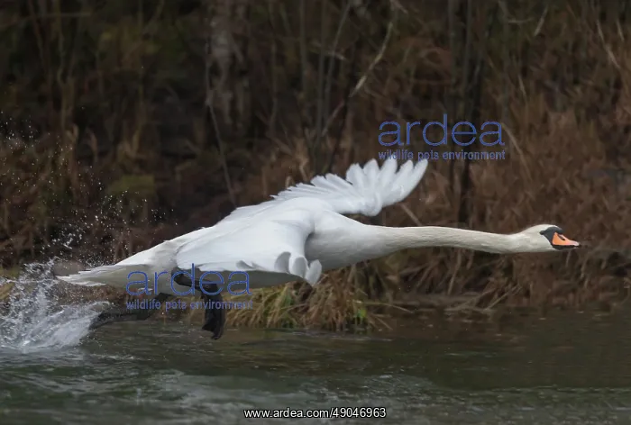 : MUTE SWAN. France, Alsace, Forêt rhénane, Cygne tuberculé ou Cygne muet : MUTE SWAN. France, Alsace, Forêt rhénane, Cygne tuberculé ou Cygne muet
