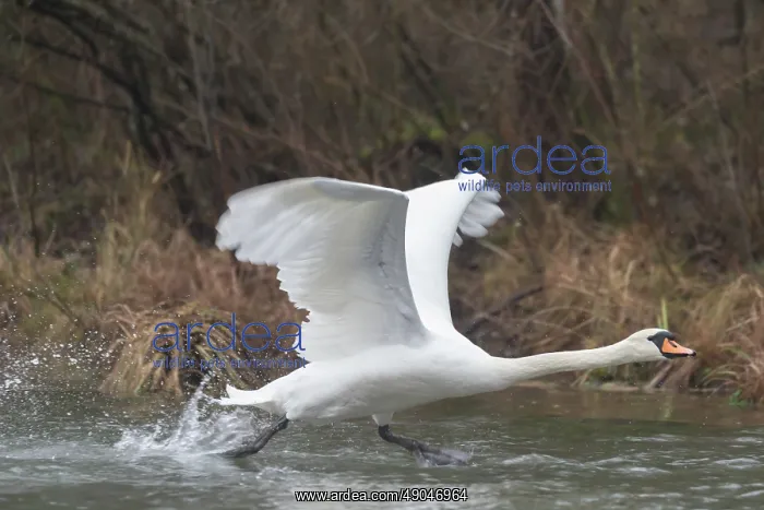 : MUTE SWAN. France, Alsace, Forêt rhénane, Cygne tuberculé ou Cygne muet : MUTE SWAN. France, Alsace, Forêt rhénane, Cygne tuberculé ou Cygne muet