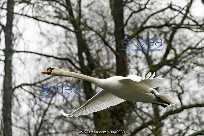: MUTE SWAN. France, Alsace, Forêt rhénane, Cygne tuberculé ou Cygne muet : MUTE SWAN. France, Alsace, Forêt rhénane, Cygne tuberculé ou Cygne muet