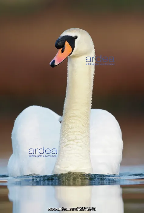  : Mute Swan - adult