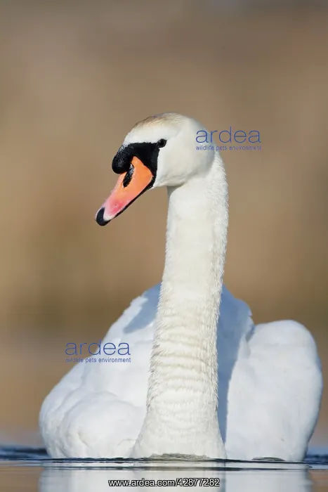 : Mute Swan - adult : Mute Swan - adult