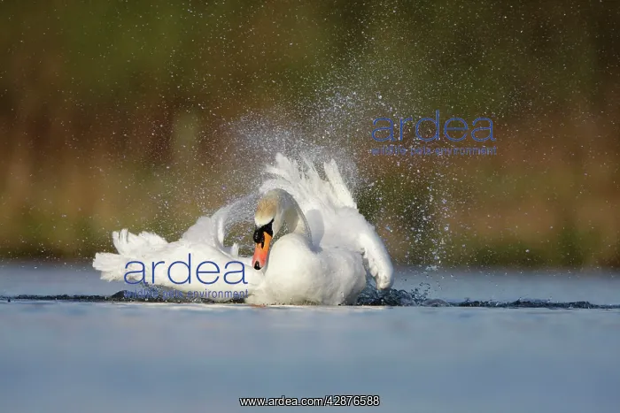 : Mute Swan - adult bathing vigorously creating a : Mute Swan - adult bathing vigorously creating a