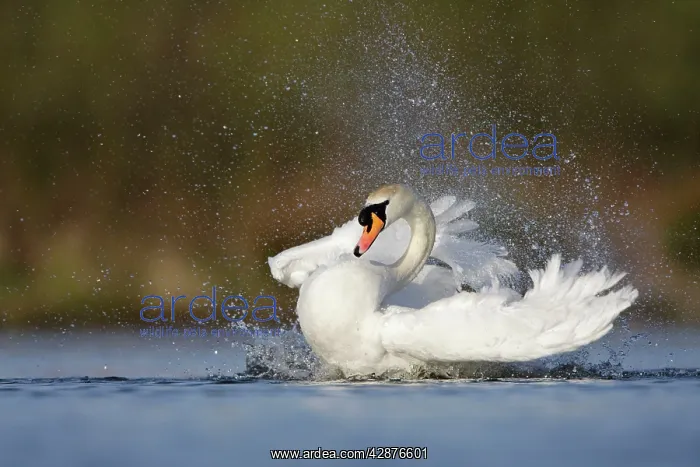 : Mute Swan - adult bathing vigorously creating a : Mute Swan - adult bathing vigorously creating a