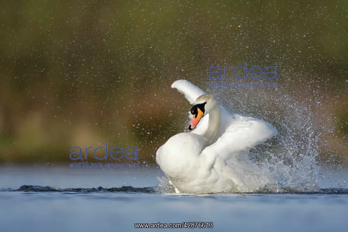 : Mute Swan - adult bathing vigorously creating a : Mute Swan - adult bathing vigorously creating a