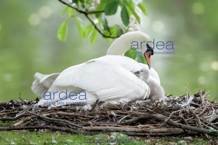 : Mute Swan - adult with cygnet at nest : Mute Swan - adult with cygnet at nest