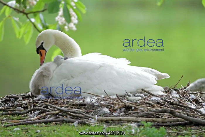 : Mute Swan - adult with cygnet at nest : Mute Swan - adult with cygnet at nest