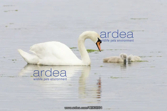 : Mute Swan - Adult with two Cygnets : Mute Swan - Adult with two Cygnets